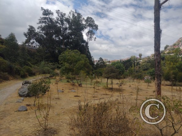 La Siembra de los Arboles, Parque El Sueno (3)