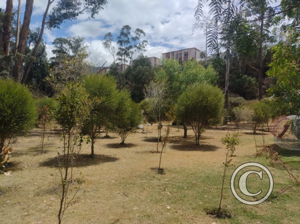 La Siembra de los Arboles, Parque El Sueno (8)