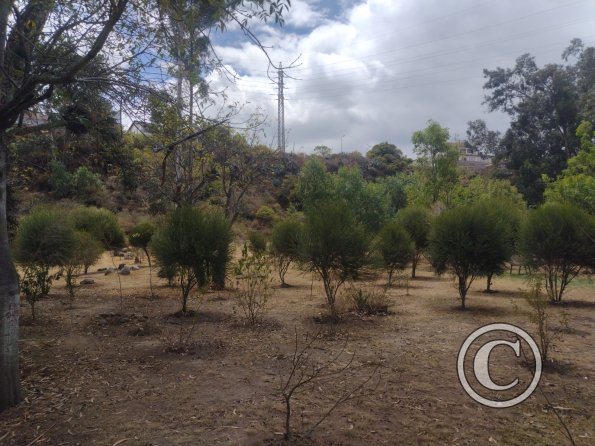 La Siembra de los Arboles, Parque El Sueno