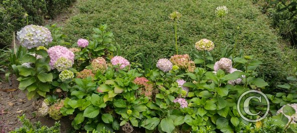 Parque Luis A. Martínez, Garden in Parque el Sueno (3)