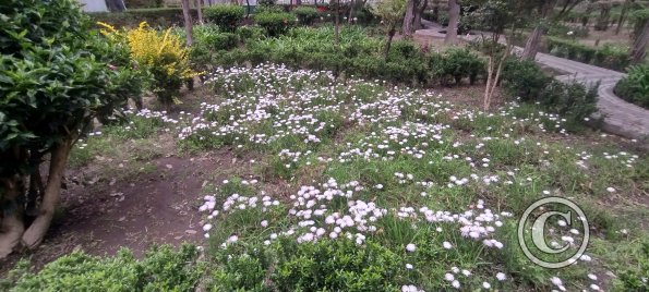 Parque Luis A. Martínez, Garden in Parque el Sueno (4)