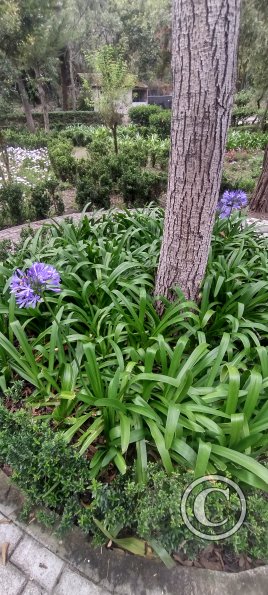 Parque Luis A. Martínez, Garden in Parque el Sueno (5)