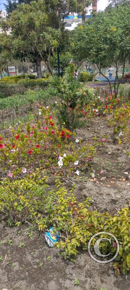 Parque el Sueño, garden (4)