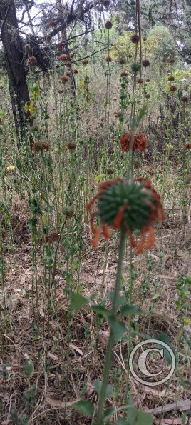 Path along Rio Ambato (11)