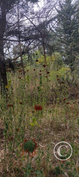 Path along Rio Ambato (12)
