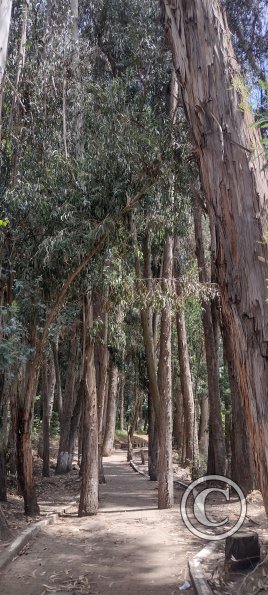 Path along Rio Ambato (7)