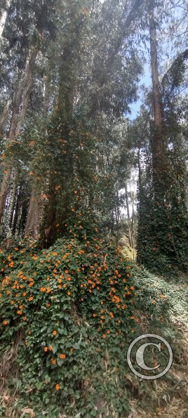 Path along Rio Ambato (8)