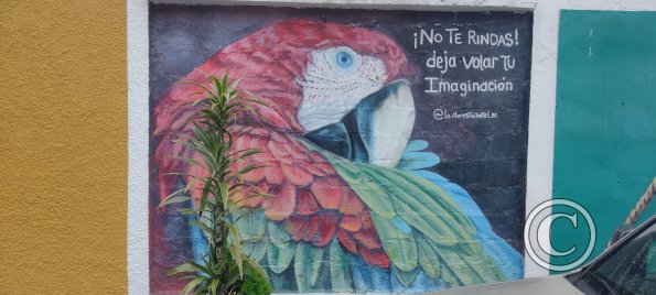 Mural on building on Thomas Halflants (2)
