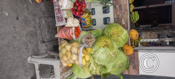 Giant cabbage, common here