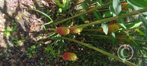 Jardin Botanico on El Moreta (10)