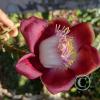 Jardin Botanico on El Moreta (11)