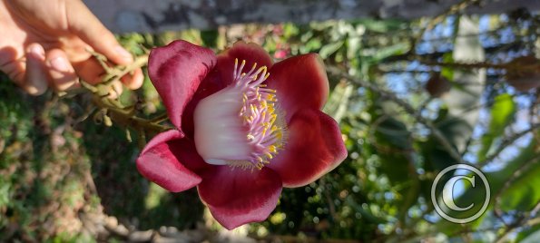 Jardin Botanico on El Moreta (11)