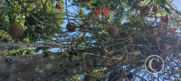 Jardin Botanico on El Moreta (12)