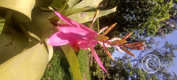 Jardin Botanico on El Moreta (16)