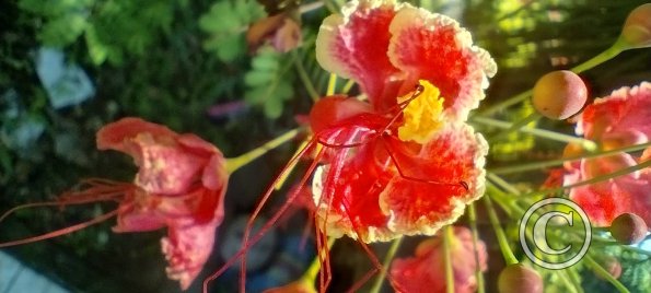 Jardin Botanico on El Moreta (18)