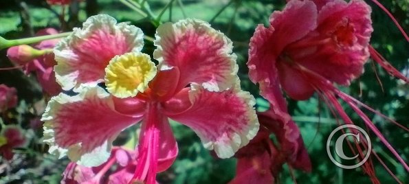 Jardin Botanico on El Moreta (19)