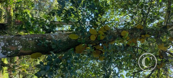 Jardin Botanico on El Moreta (2)