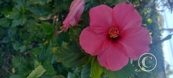 Jardin Botanico on El Moreta (20)