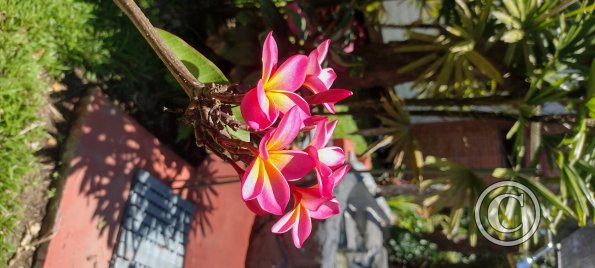 Jardin Botanico on El Moreta (3)