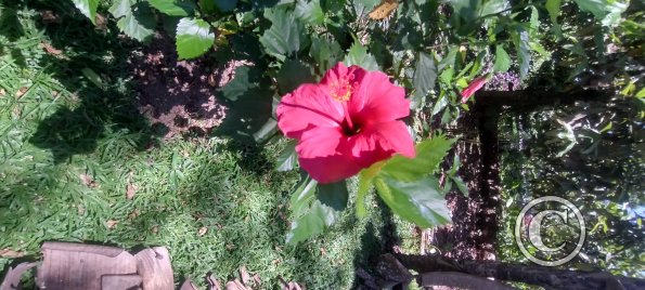 Jardin Botanico on El Moreta (6)