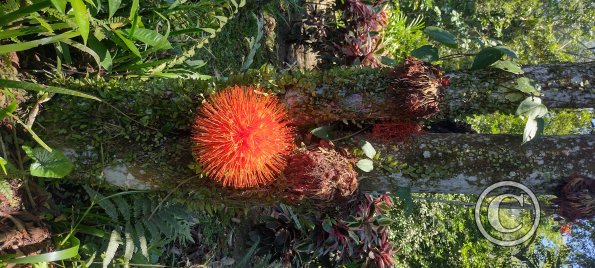 Jardin Botanico on El Moreta (7)