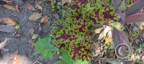 Jardin Botanico on El Moreta (9)