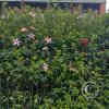 IMG_20221112_110228300_HDR