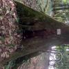 Dormilon tree in Parque La Isla at Padre Jose Rivas and Mateo Puraquilla (2)
