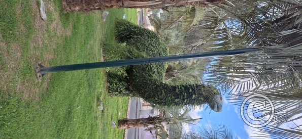 Parque de los Dinosaurios (10)