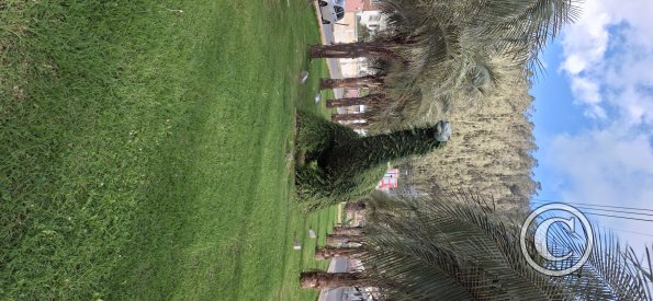 Parque de los Dinosaurios (11)