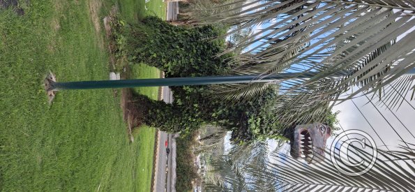 Parque de los Dinosaurios (3)