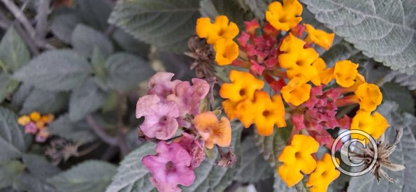 flowers (2)