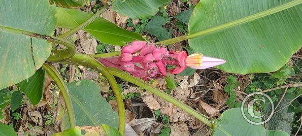 A plant with big leaves and unopened blossom (2)