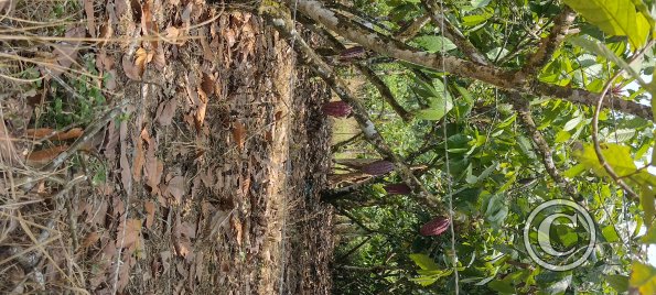 Cacao on trees (2)