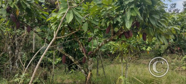 Cacao on trees (3)