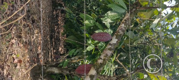 Cacao on trees