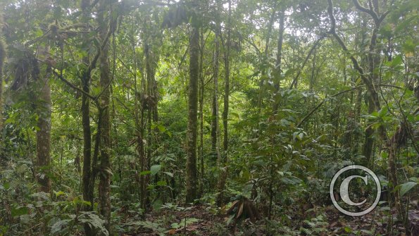jungle (2)