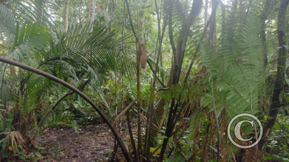 jungle (3)