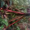 jungle (4)