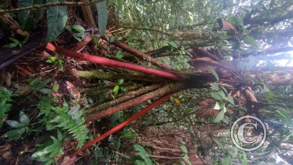 jungle (4)