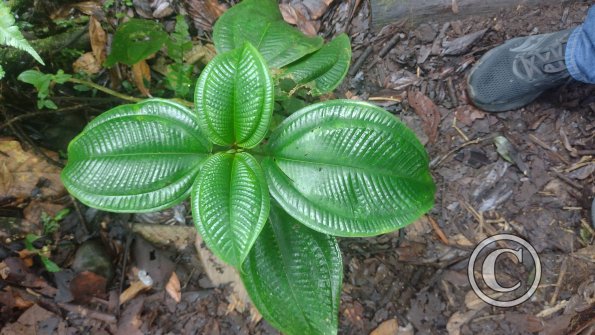 jungle (5)