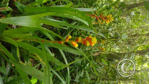 jungle (6)