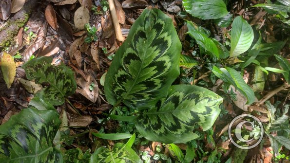 jungle (7)