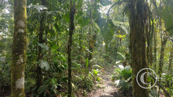 jungle (8)