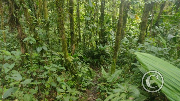jungle