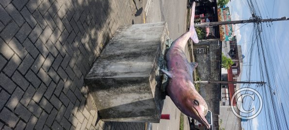 E45A median at Las Amazonas (2)