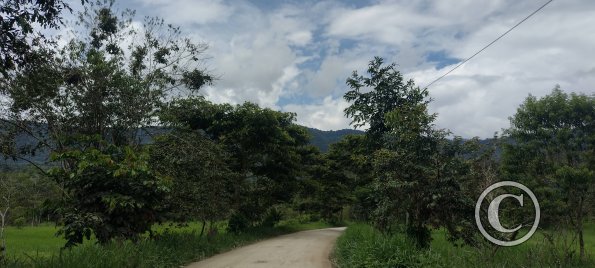 Calle Principal - Chicana