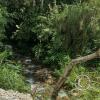 Creek alongside the unnamed road on east side of the Zamora River (2)
