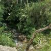 Creek alongside the unnamed road on east side of the Zamora River