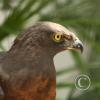 IMG_1074